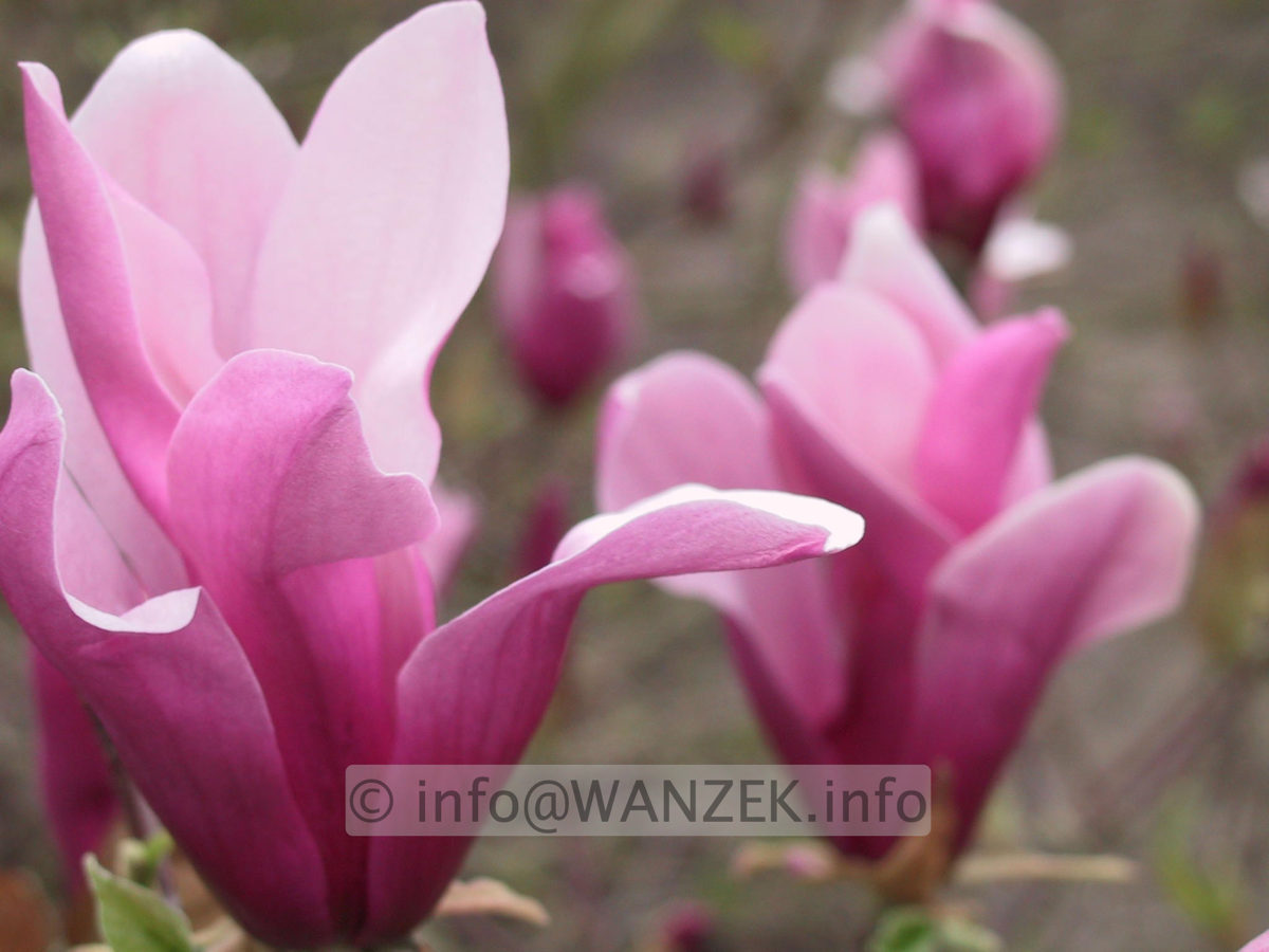 Magnolia liliiflora Nigra 02.JPG